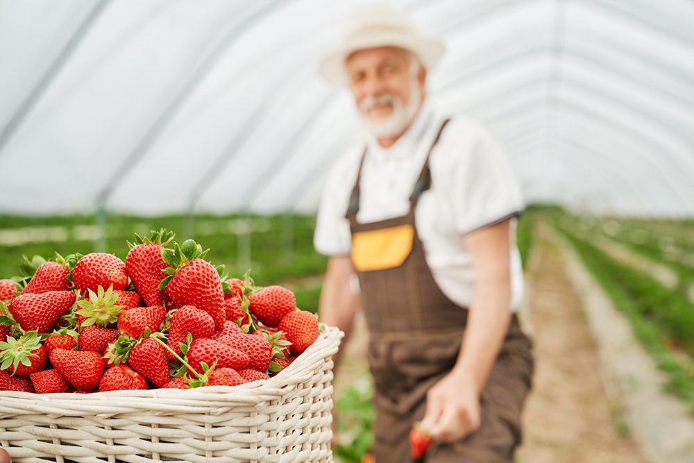 Senior man harvesting ripe juicy red strawberry.
